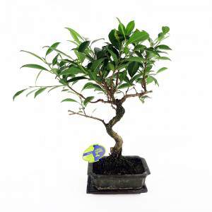 Bonsai ficus plant