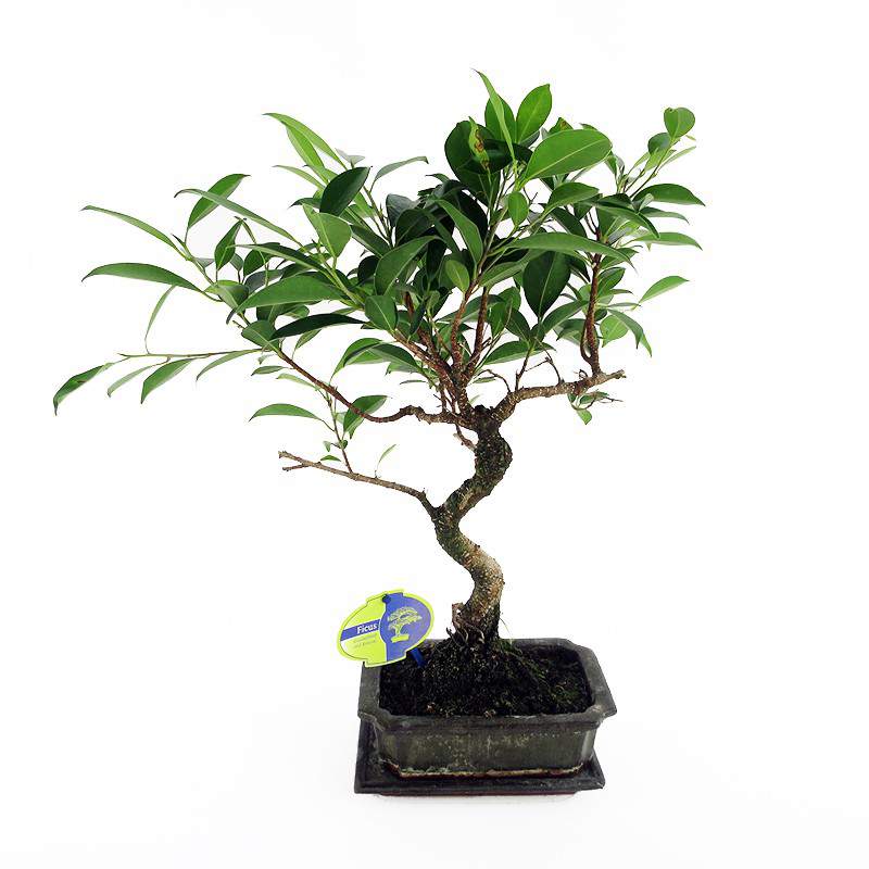 Bonsai ficus plant