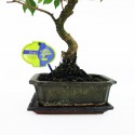 Raíces de bonsai ficus