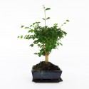 Bonsai ligustrum plant