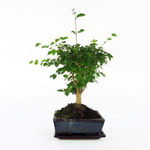 Florero bonsai ligustrum 20cm