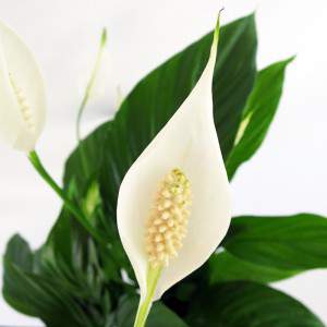 flor blanca cándida y pistilo amarillo claro