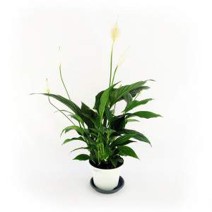 SPATIPHYLLUM VASE 13CM