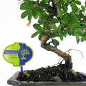 Liście bonsai Carmona