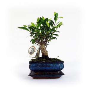 Roślina figowca Bonsai