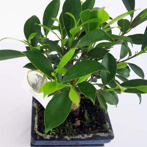 Liście figowca Bonsai