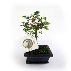 Bonsai zelkova plant