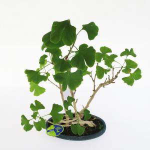 Bonsai ginkgo biloba foglie