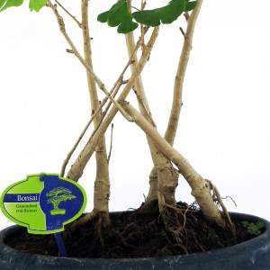 Raízes de bonsai ginkgo biloba