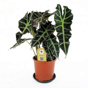 Alocasia amazonica Polly Pflanze