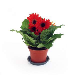 GERBERA MIX VASE 14CM