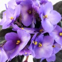 Santapaulia flores roxas, violeta africana