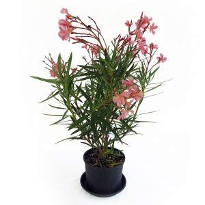 Planta Oleander