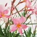 Oleandro fiore rosa