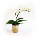 Weiße Orchideenpflanze