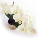 Flores brancas de falaenopsis