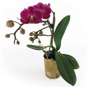 Flores de orquídea roxa