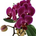 Phalaenopsis viola fiori