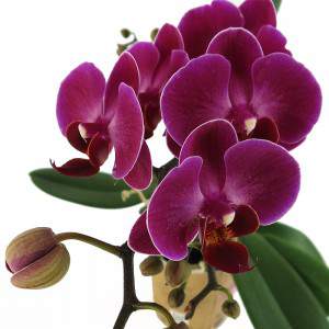 Phalaenopsis flores púrpuras