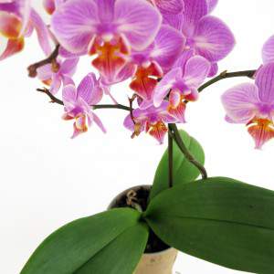 Flores de orquídea lila