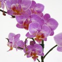 Flores de color lila Phalaenopsis