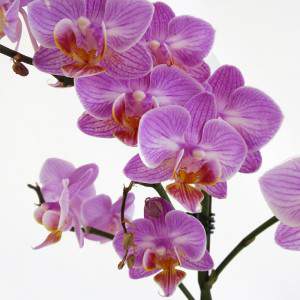 Flores de color lila Phalaenopsis