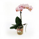 Planta de orquídeas cor-de-rosa