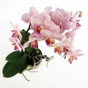 Flores de orquídea rosa
