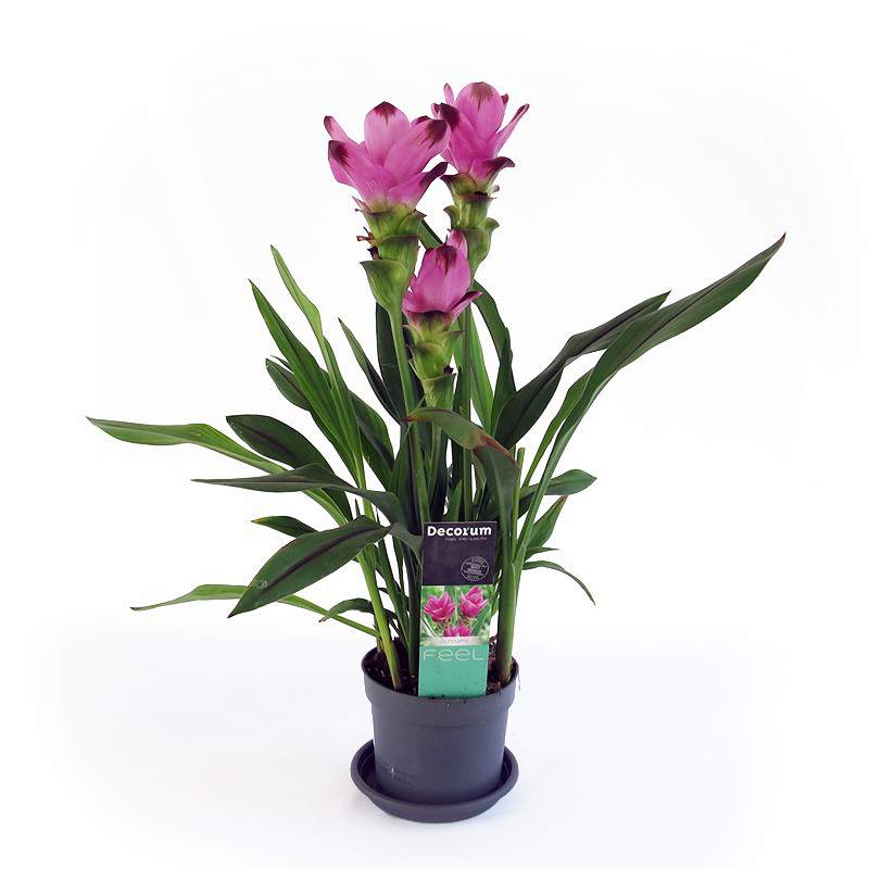 Curcuma Vaso 14cm Gardenclick