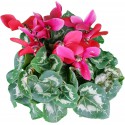 Cyclamen Persicum red or Ivy-leaved Cyclamen red