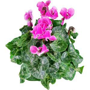 Cyclamen Persicum pink or Ivy-leaved Cyclamen