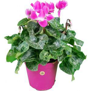 Ciclamina de folha de hera ou cyclamen persicum rosa