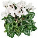 Ivy-leaved cyclamen or Cyclamen Persicum White