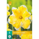 daffodoted bulb Cassata yellow