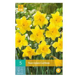 Carlton yellow daffodils bulb