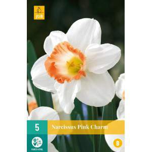 bulb narcissous pink charm white