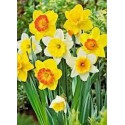 large cupped yellow and white daffodils