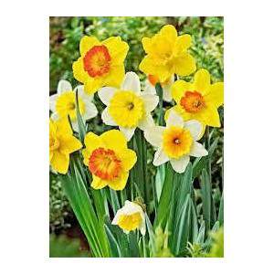grandes daffodils amarelo e branco