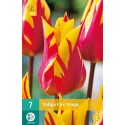 Lily flower tulip bulbs Fire Wings yellow and red