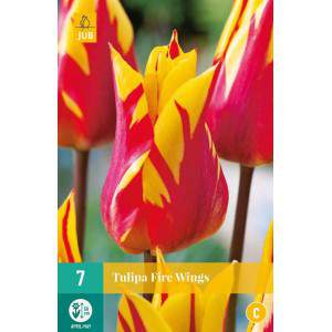 Lily flower tulip bulbs Fire Wings yellow and red