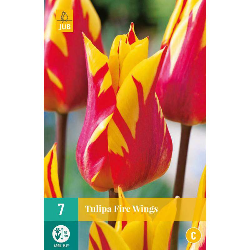 Bulbes de tulipes Fire Wings