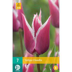 Bulbes de tulipes Claudia