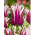 Lily flower tulip bulb Claudia purple and white
