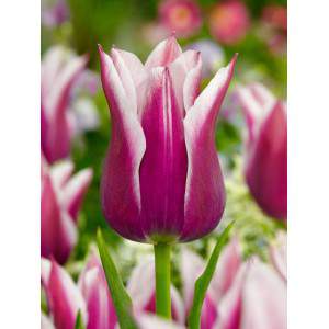 Bulbe de tulipe Claudia floraison