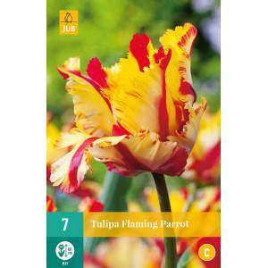 Flaming Parrot tulip bulbs