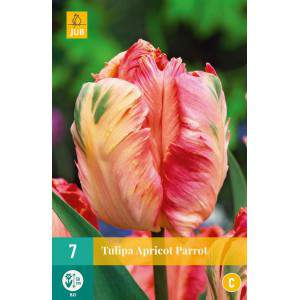 Apricot Parrot tulip bulbs