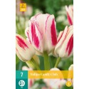 Multiflora tulip bulbs Candy Club