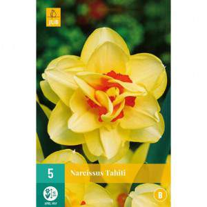 bulb narcissous yellow tahiti