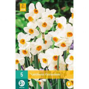 bulb narcissous white and orange geranium