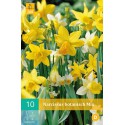 bulbs of daffodils yellow and white botanical mixes